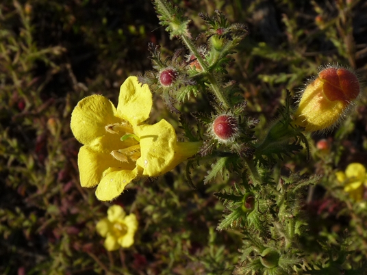 {Aureolaria pectinata}